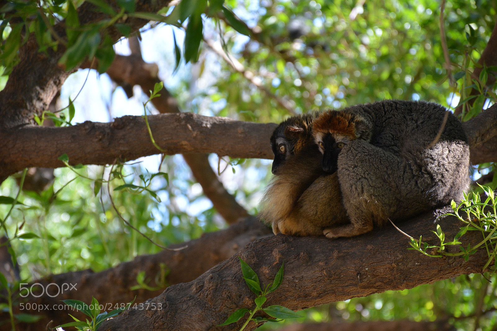 Nikon D5200 sample photo. #spain #valencia #bioparc photography