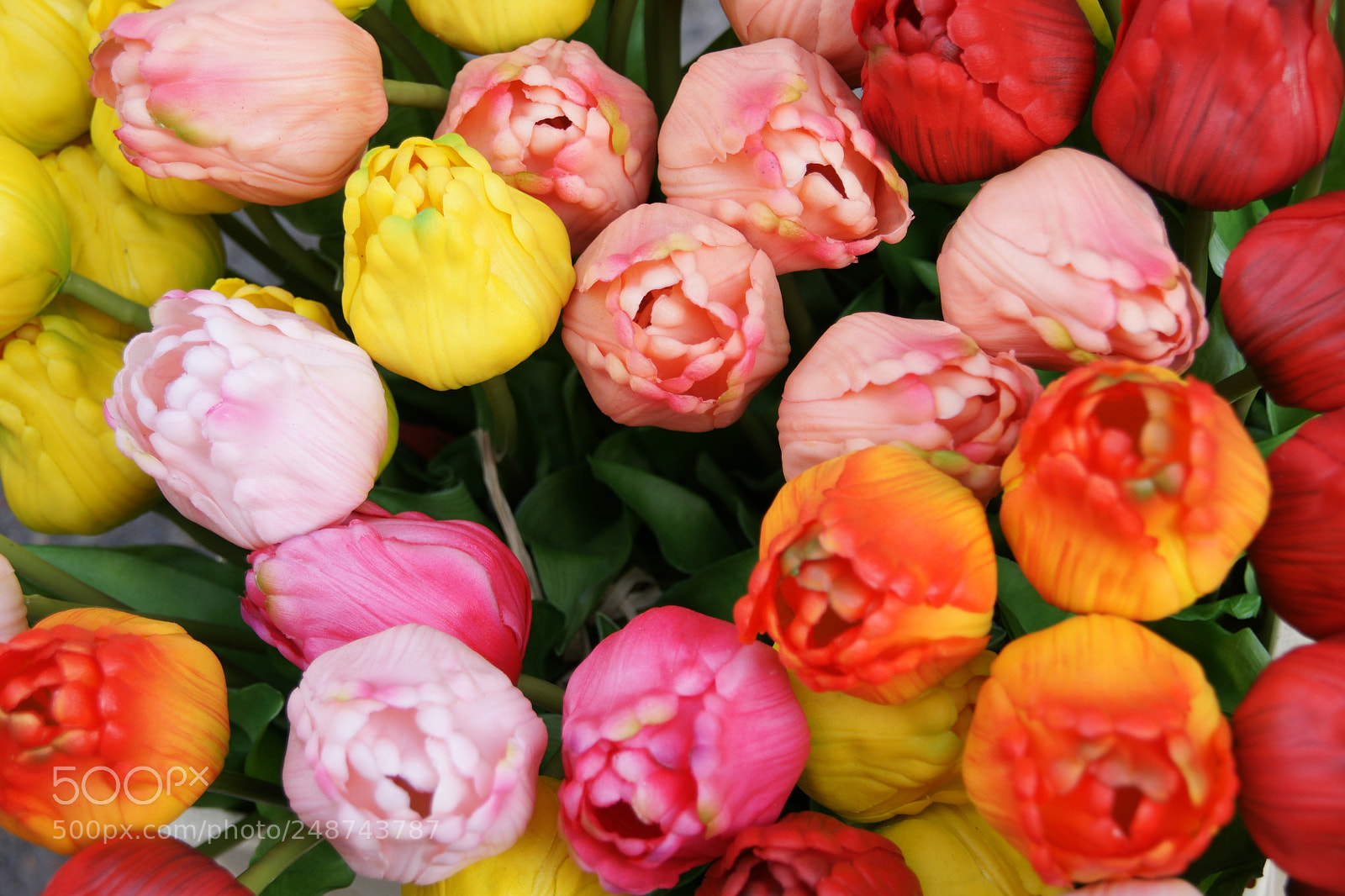 Sony Alpha DSLR-A700 sample photo. The missing tulip photography