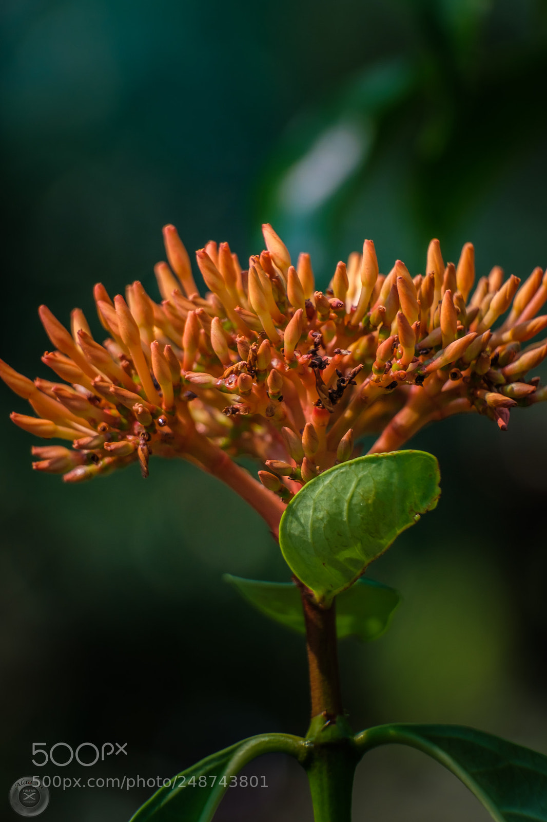 Fujifilm X-E3 sample photo. Natural flowers photography