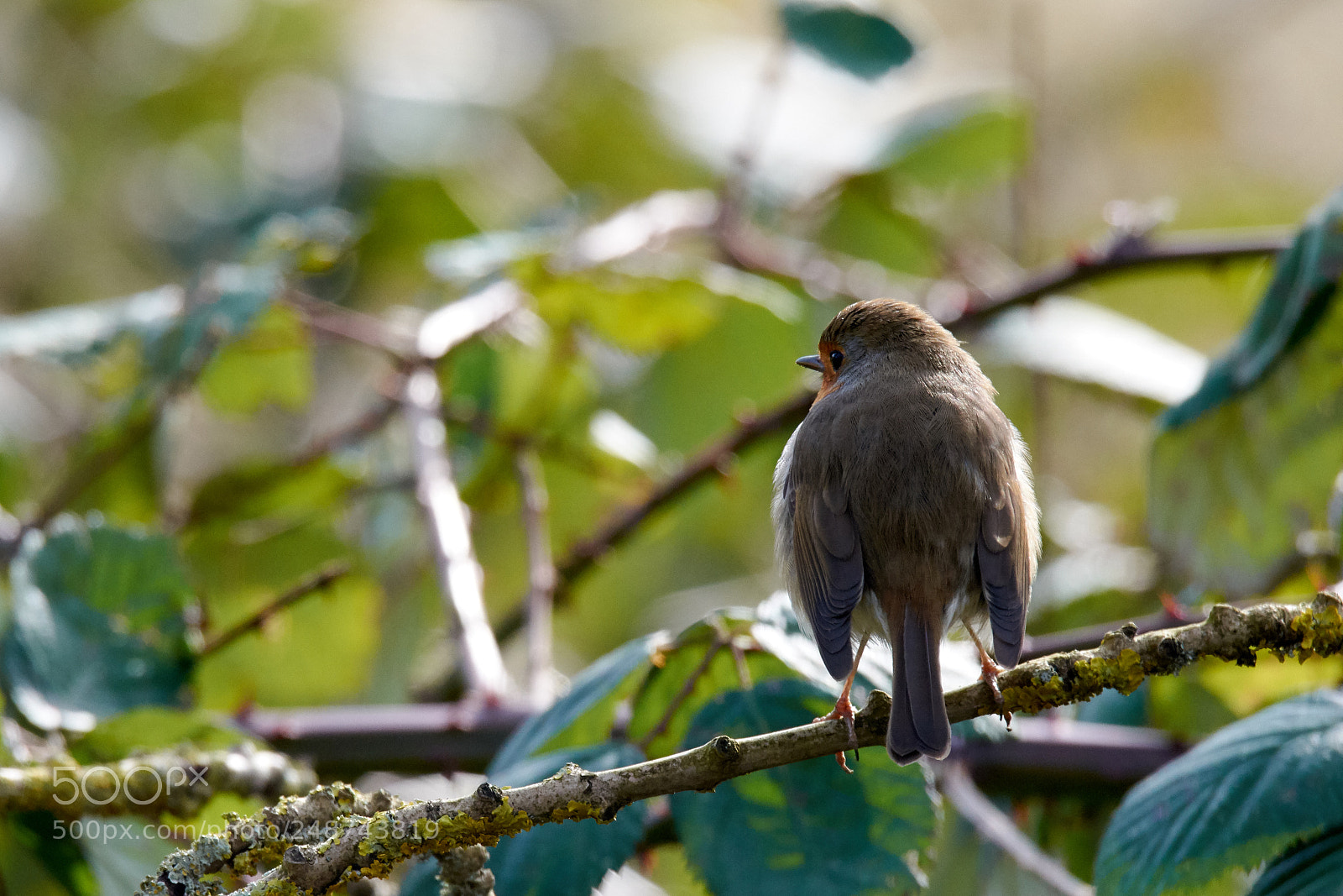 Nikon D7200 sample photo. Little robin photography