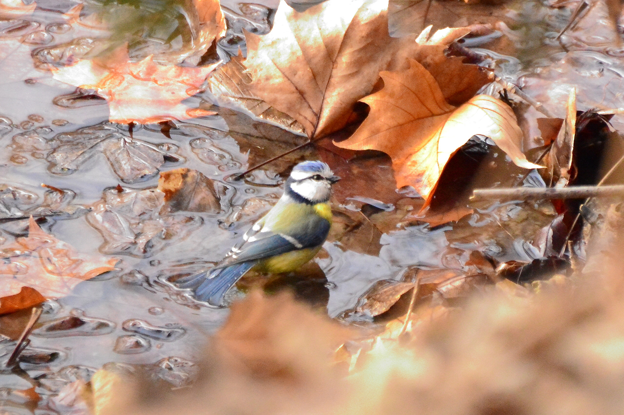 Nikon D3200 + Sigma 18-250mm F3.5-6.3 DC Macro OS HSM sample photo. Having a bath photography