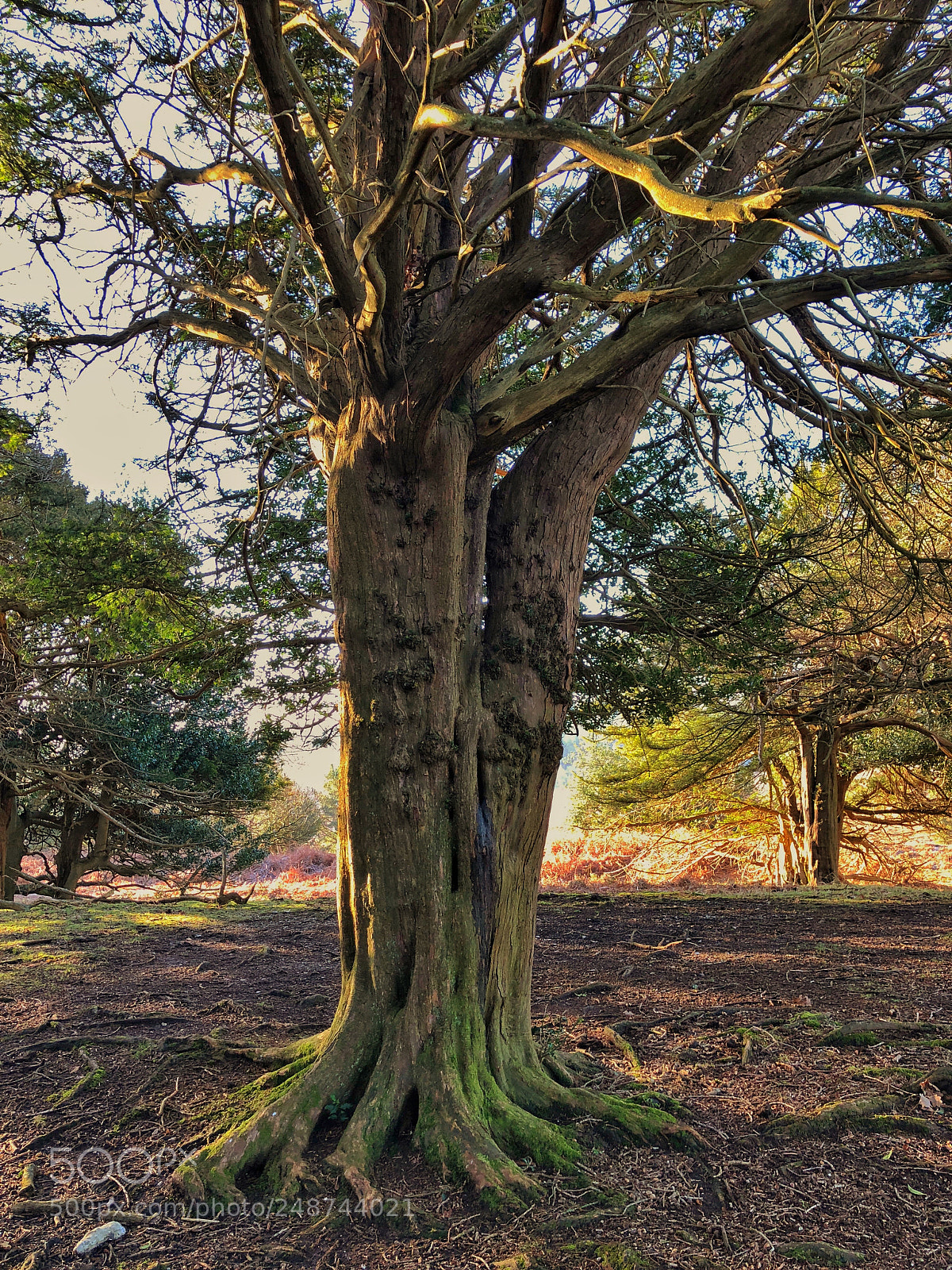 Apple iPhone 8 Plus sample photo. The new forest photography