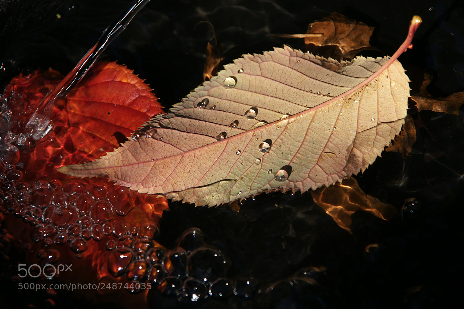 Sony Alpha DSLR-A700 sample photo. Fall is here photography