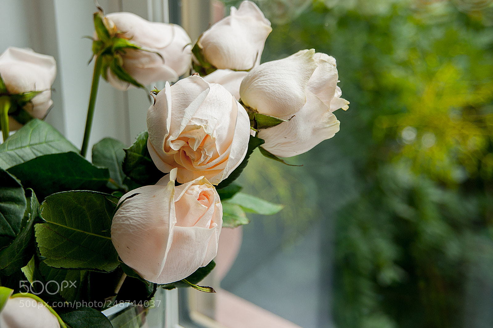 Sony Alpha DSLR-A700 sample photo. Cheek to cheek photography