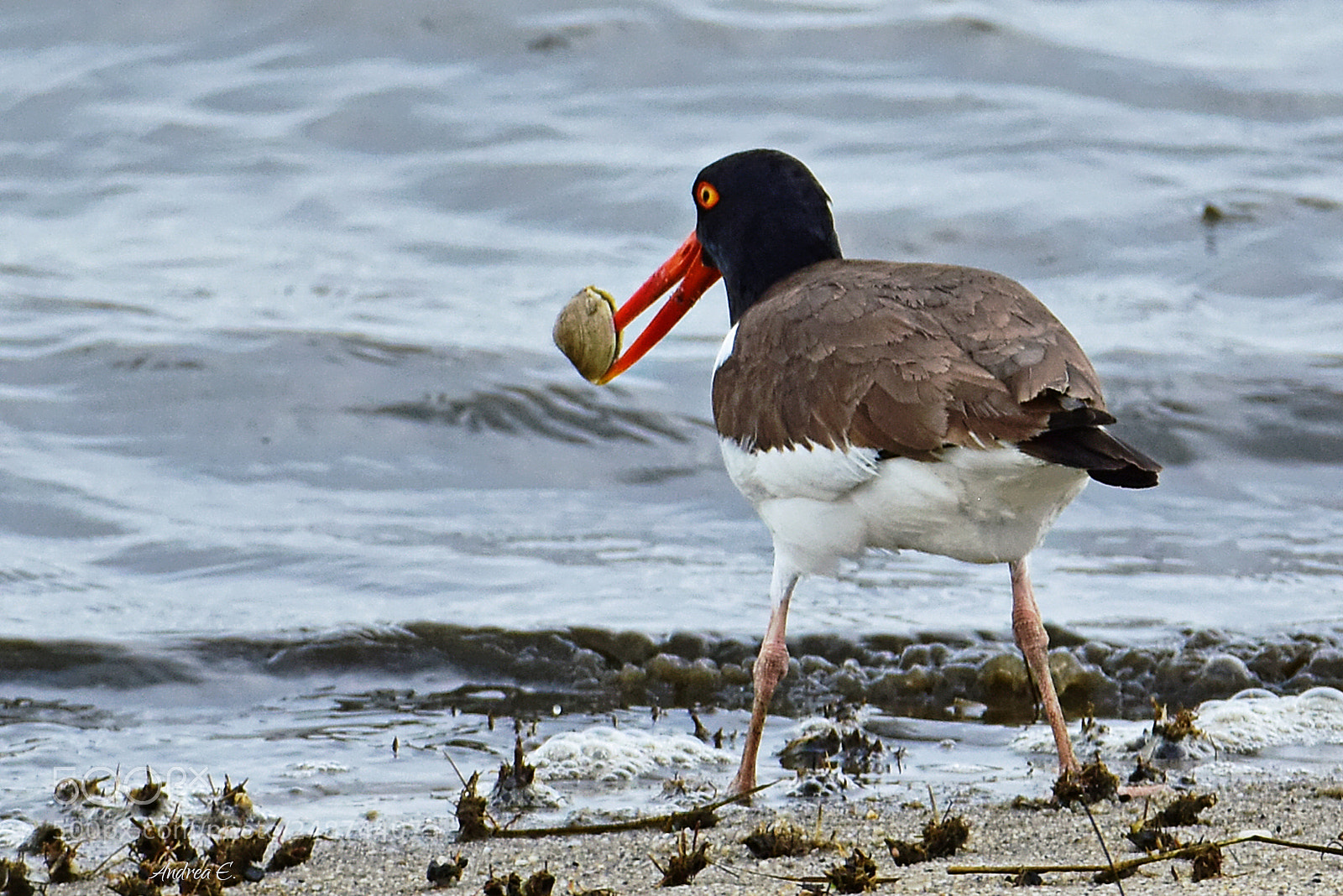 Nikon D7200 sample photo. Clamcatcher?? photography