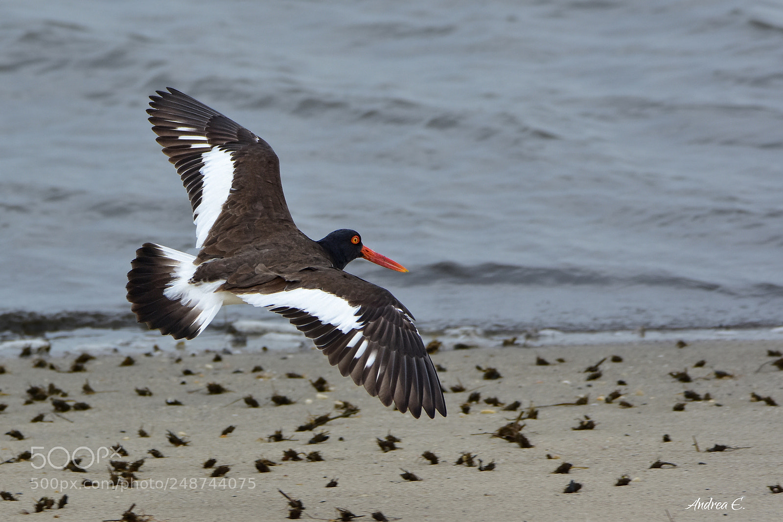 Nikon D7200 sample photo. Oystercatcher landing 1 photography