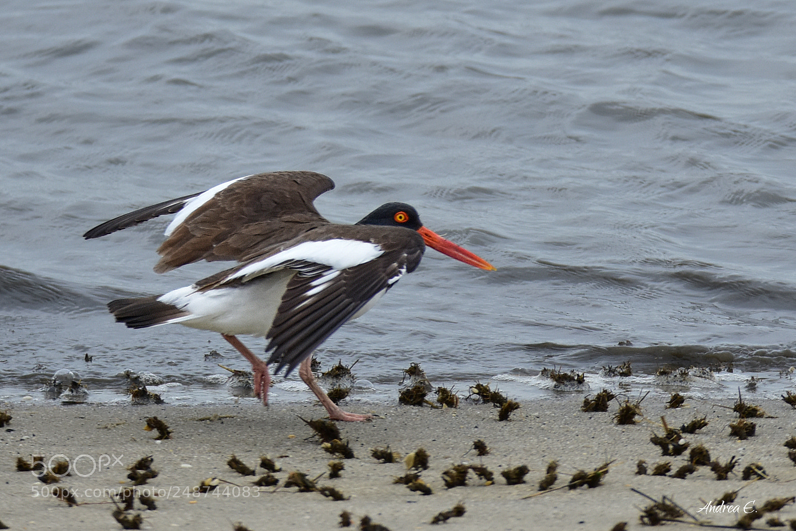 Nikon D7200 sample photo. Oystercatcher landing 2 photography