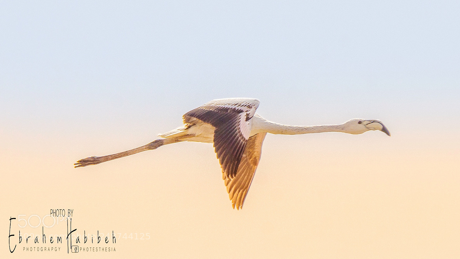 Nikon D810 sample photo. Flamingo photography