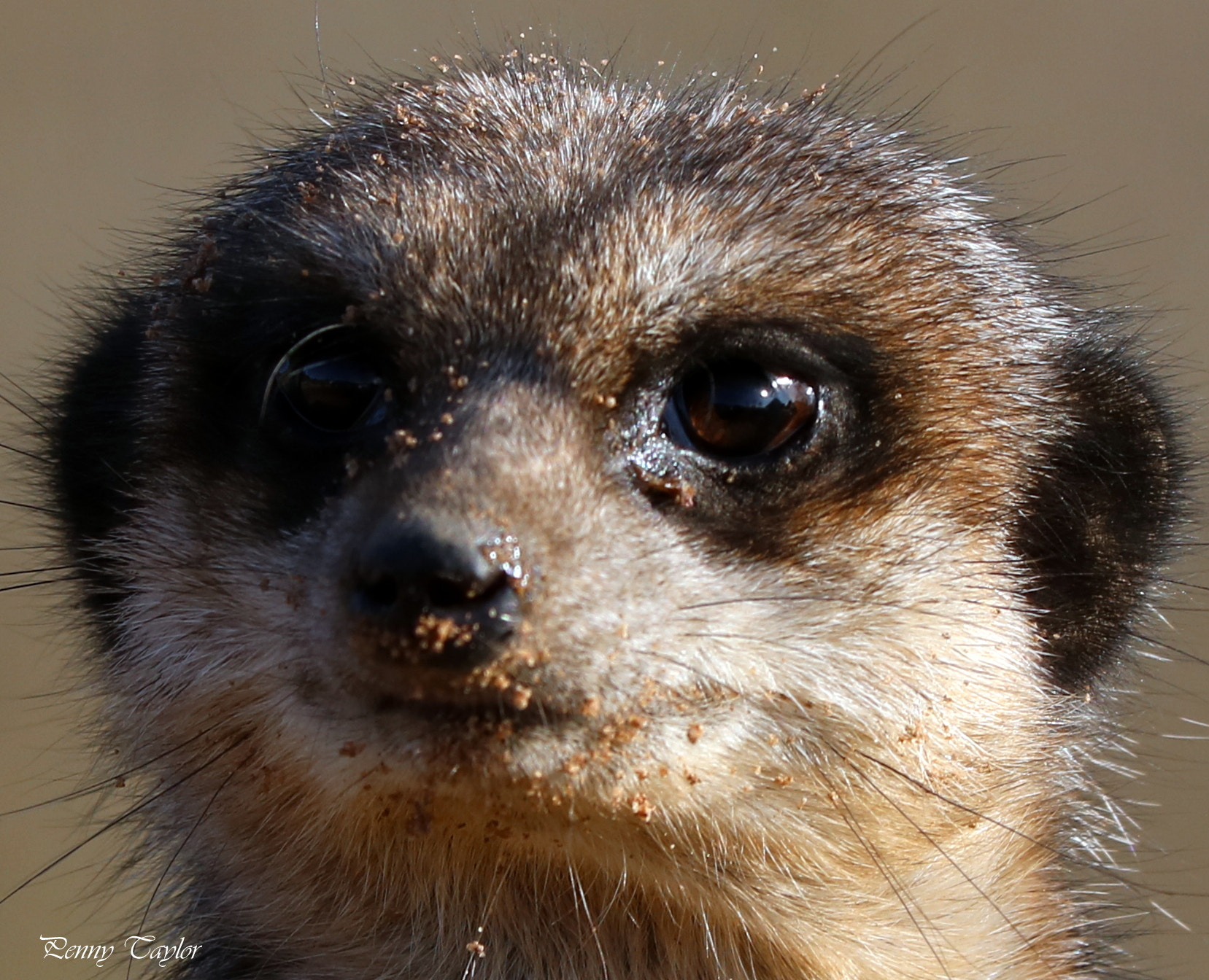 Canon EF 70-300 F4-5.6 IS II USM sample photo. Meerkat madness photography