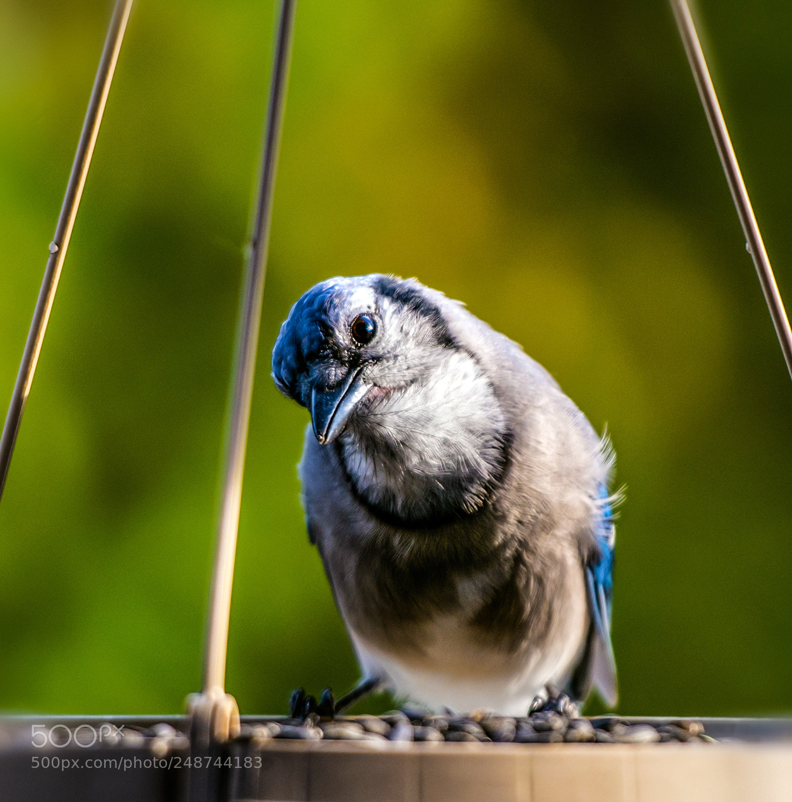 Nikon D810 sample photo. Curious photography
