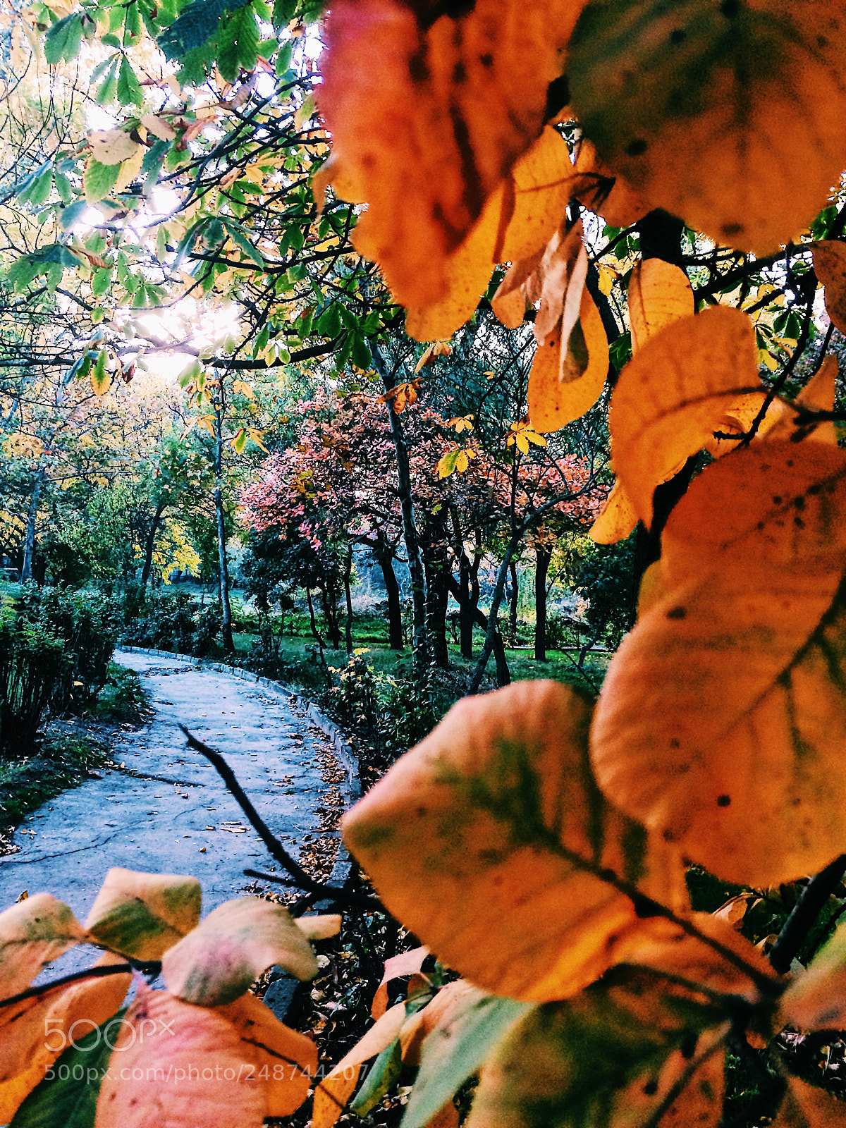 Apple iPhone 5s sample photo. Осень 2017 photography