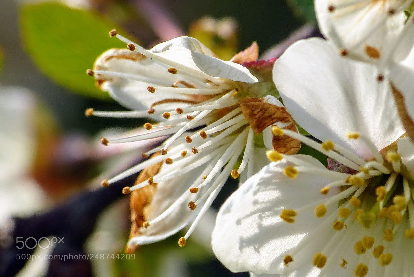 Panasonic Lumix DMC-FZ200 sample photo. Kwiaty wiosenne 2 photography