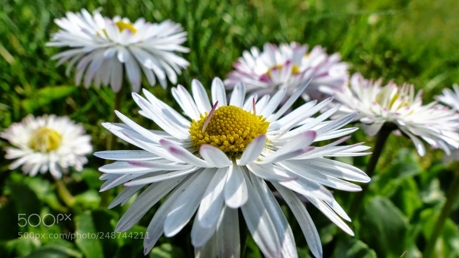 Panasonic Lumix DMC-FZ200 sample photo. Kwiaty wiosenne photography