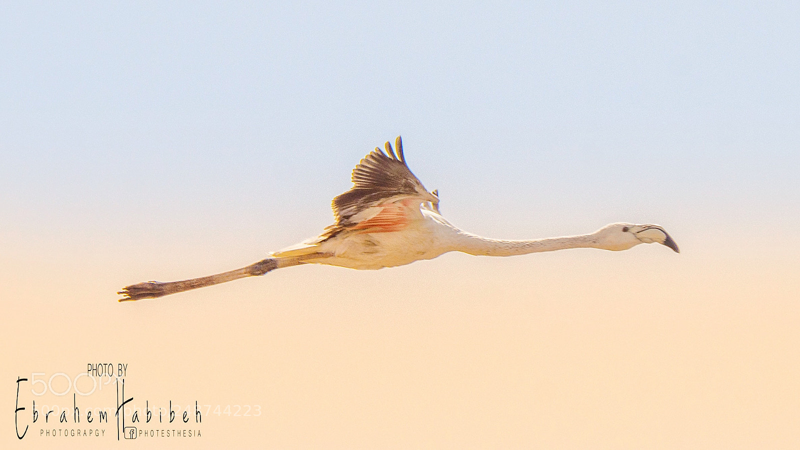 Nikon D810 sample photo. Flamingo photography