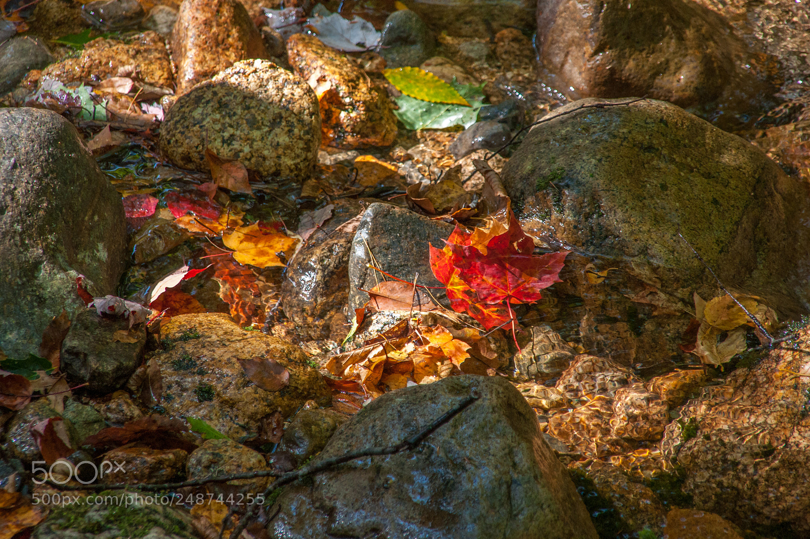 Sony Alpha DSLR-A700 sample photo. Spot of fall photography