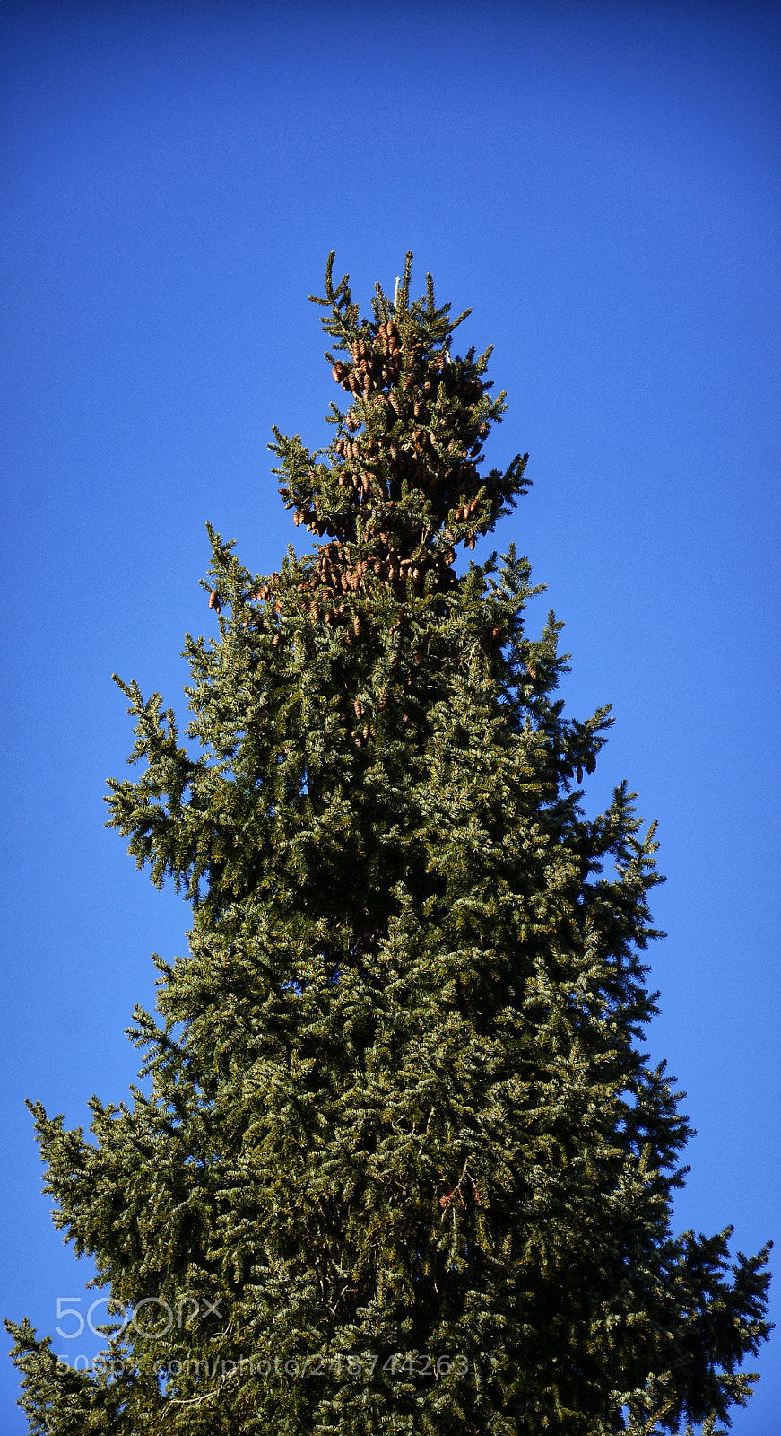 Nikon D7100 sample photo. The top photography