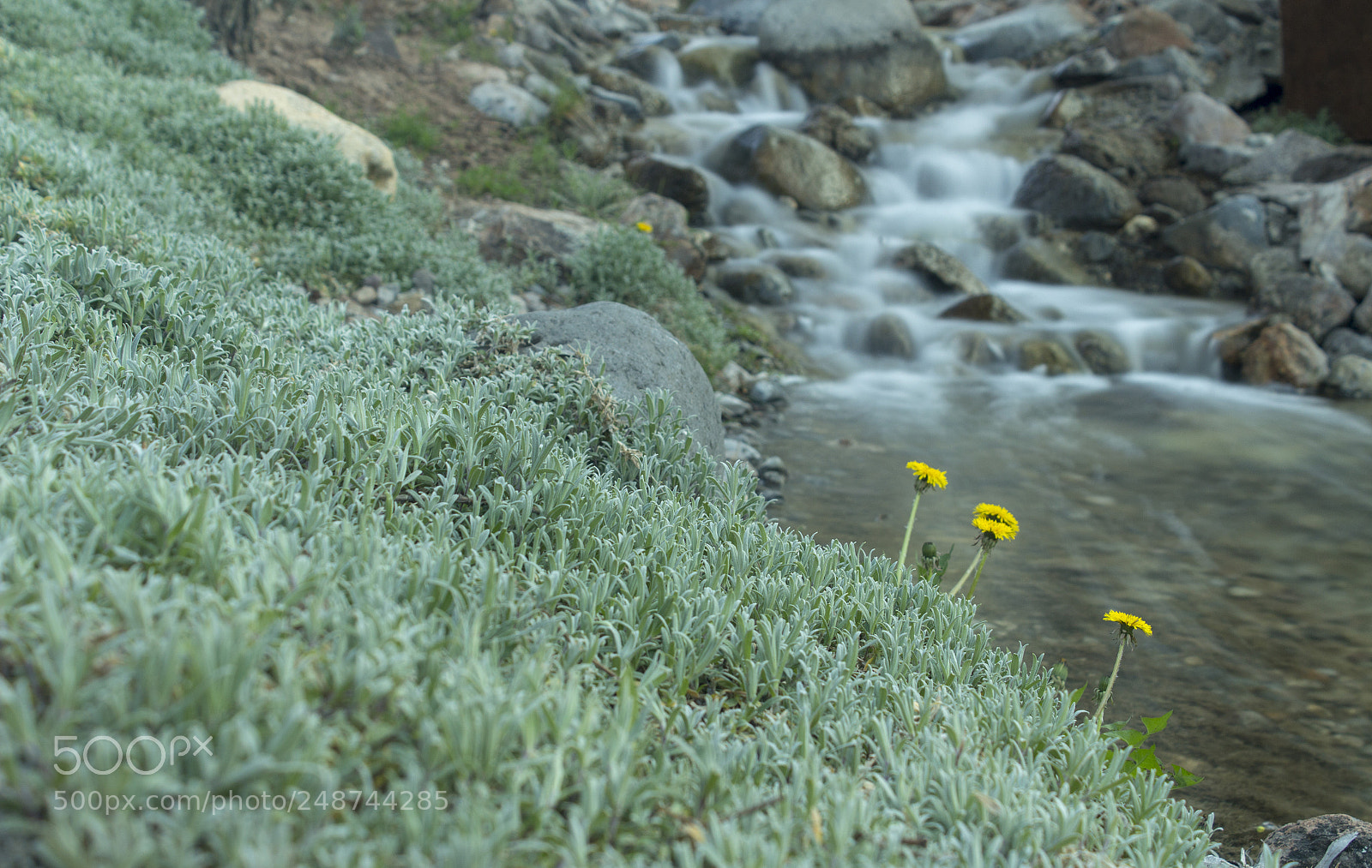 Canon EOS 650D (EOS Rebel T4i / EOS Kiss X6i) sample photo. Daisy... photography