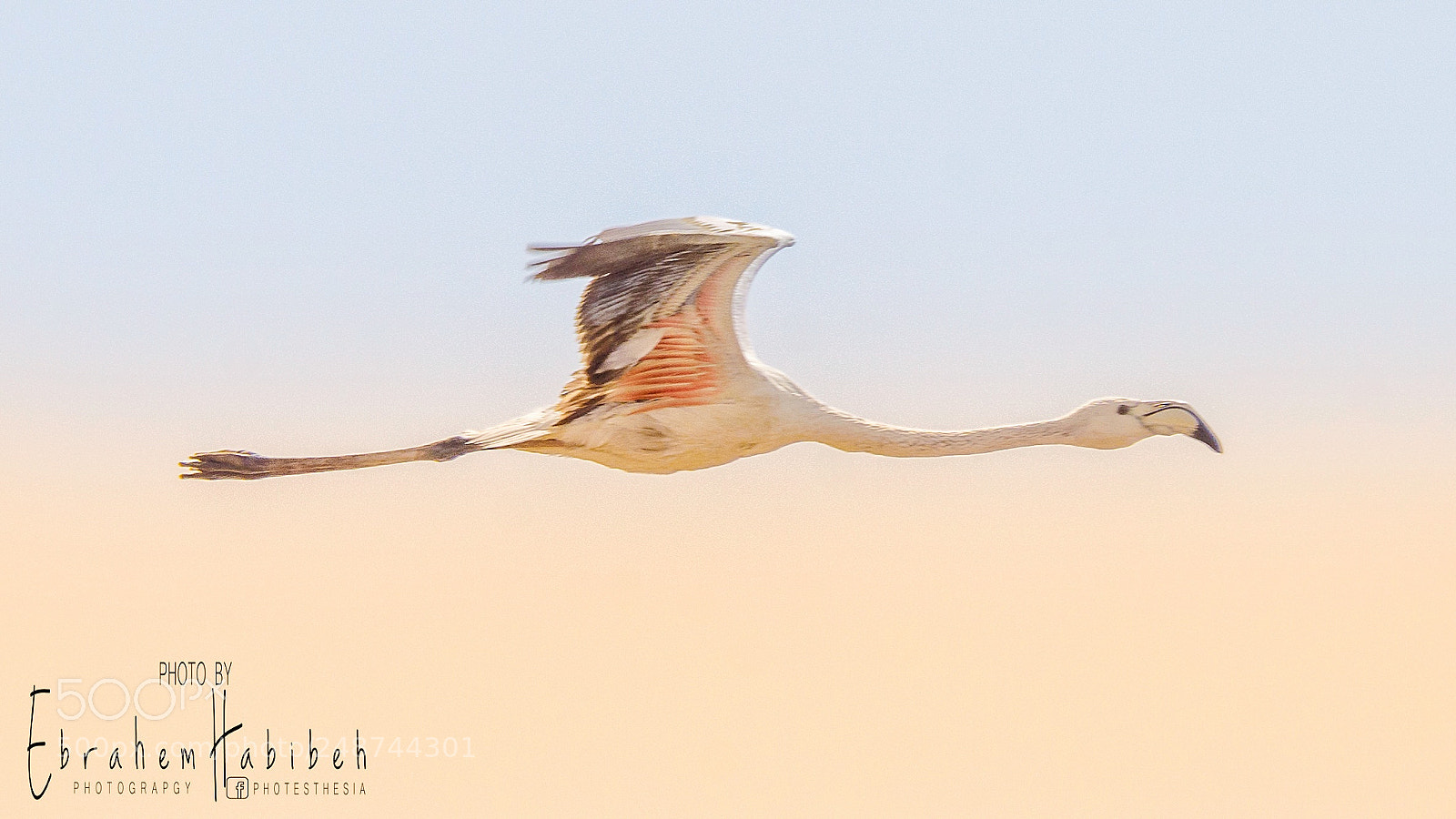 Nikon D810 sample photo. Flamingo photography