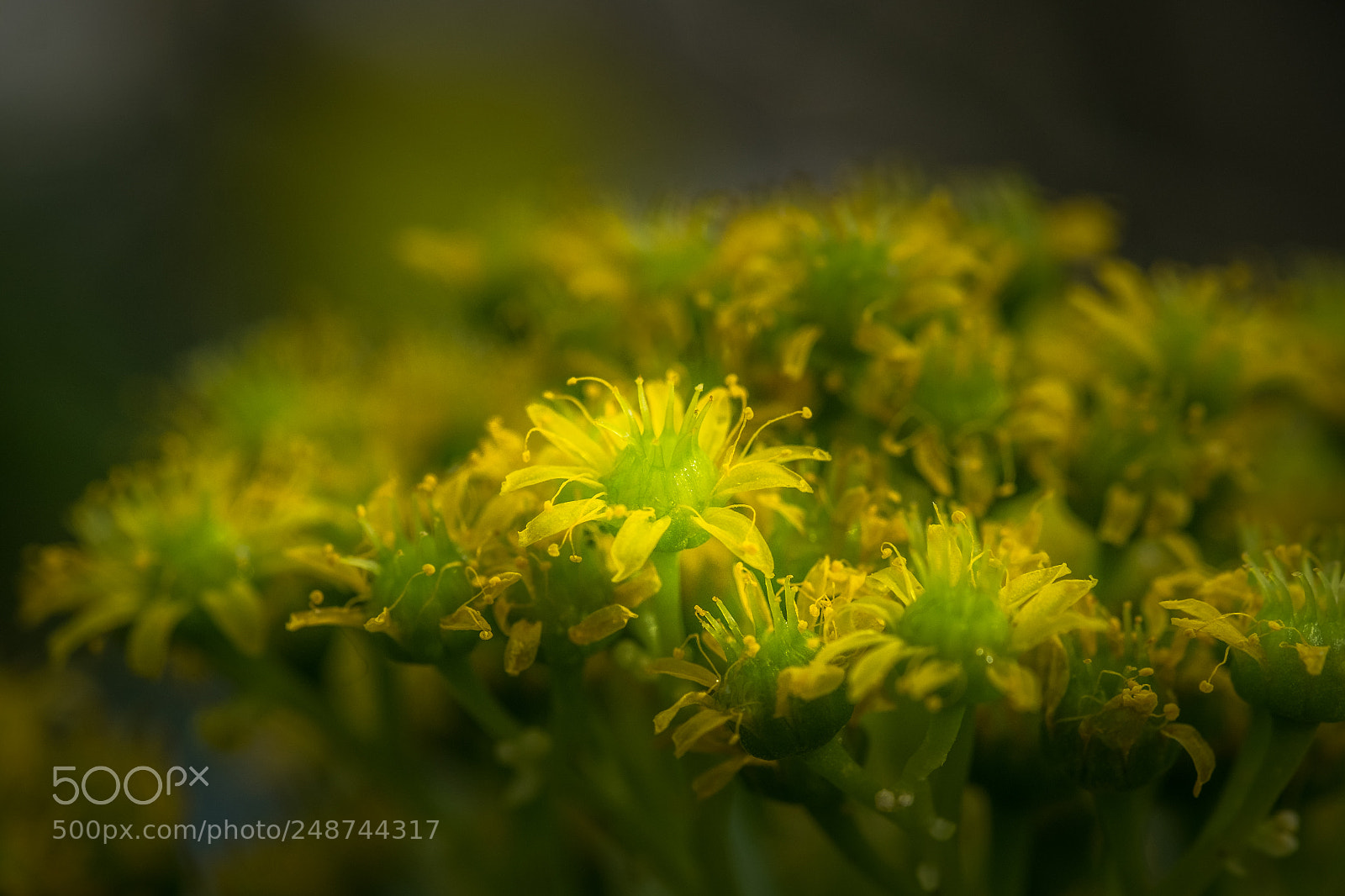Fujifilm X-T1 sample photo. Aeonium arboreum photography