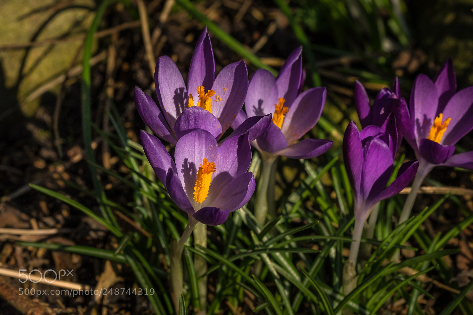 Fujifilm X-T1 sample photo. Krokusse photography