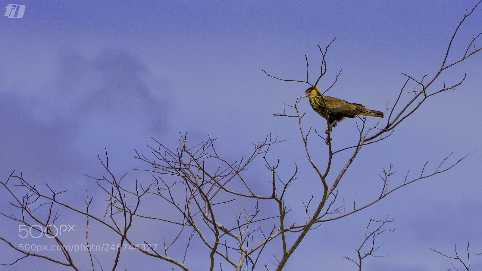 Nikon D7200 sample photo. Southern crested caracara ii photography