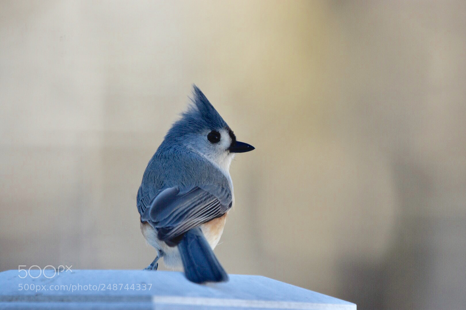 Nikon D7200 sample photo. Are you watching me? photography