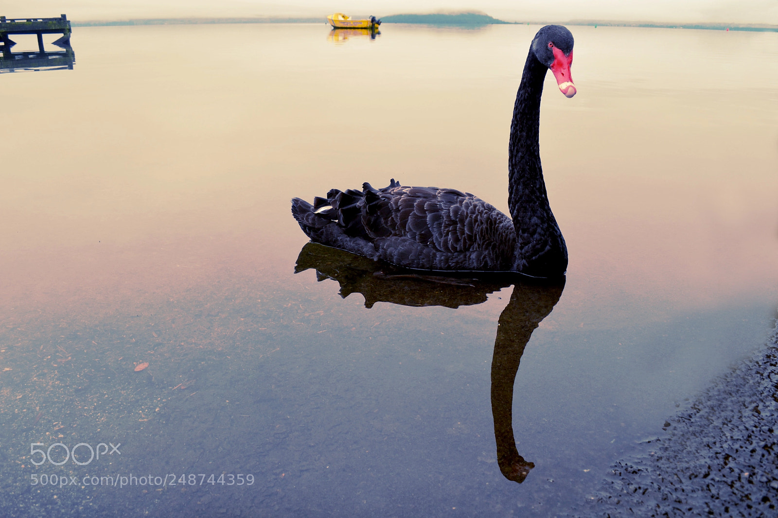 Nikon D3100 sample photo. Lonely black swan photography