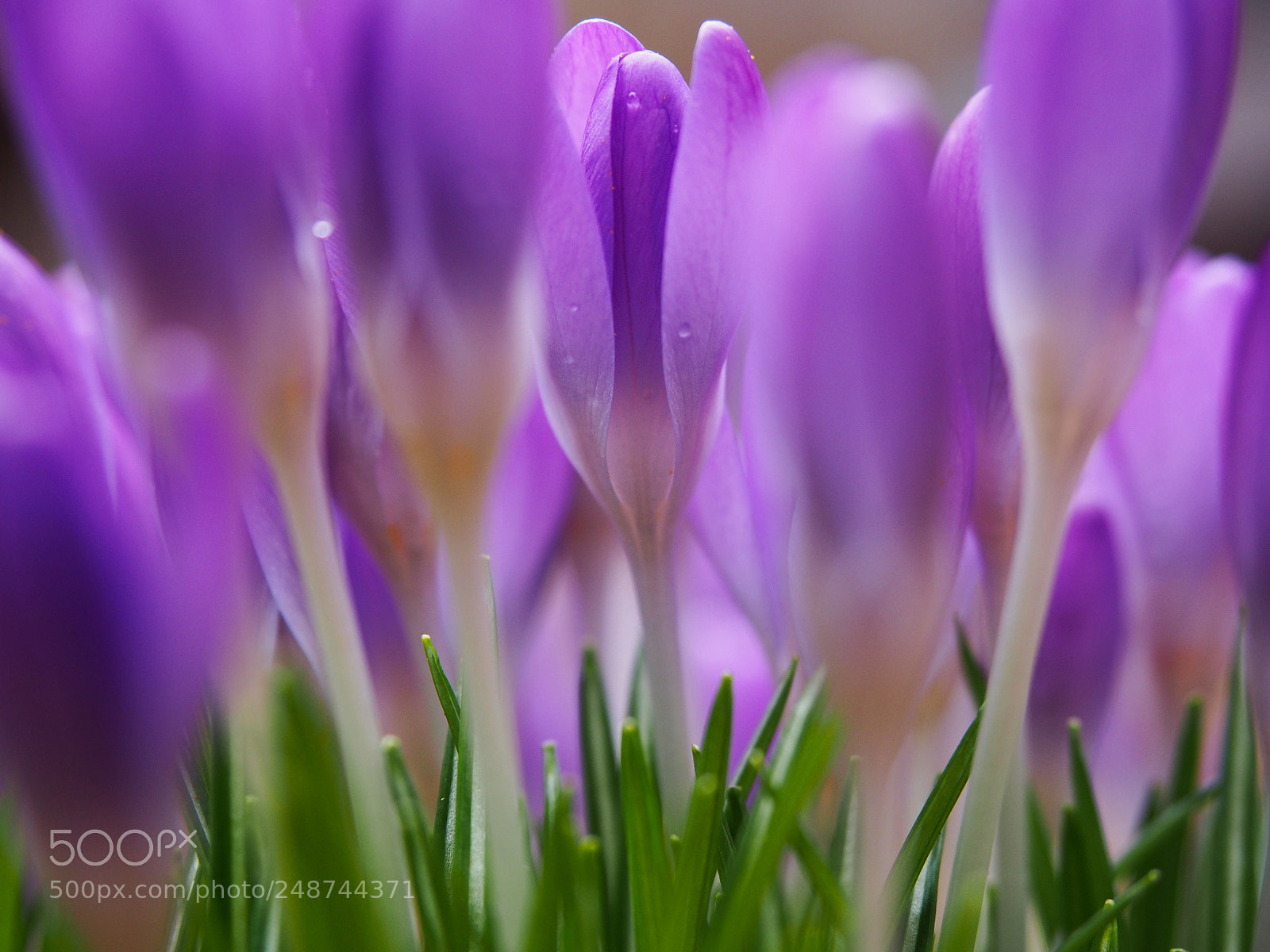 Olympus PEN E-PL5 sample photo. In the crocus photography