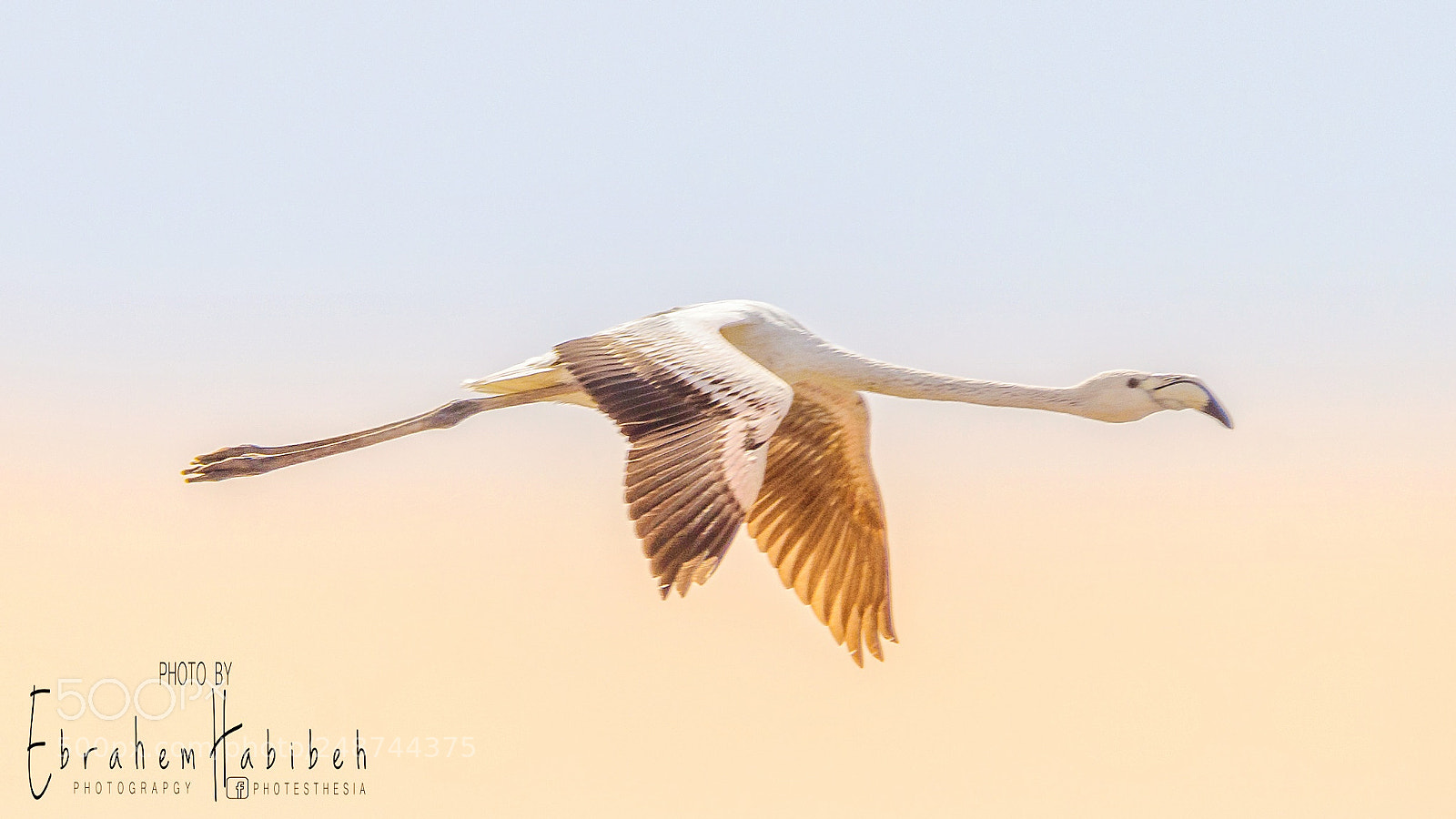Nikon D810 sample photo. Flamingo photography