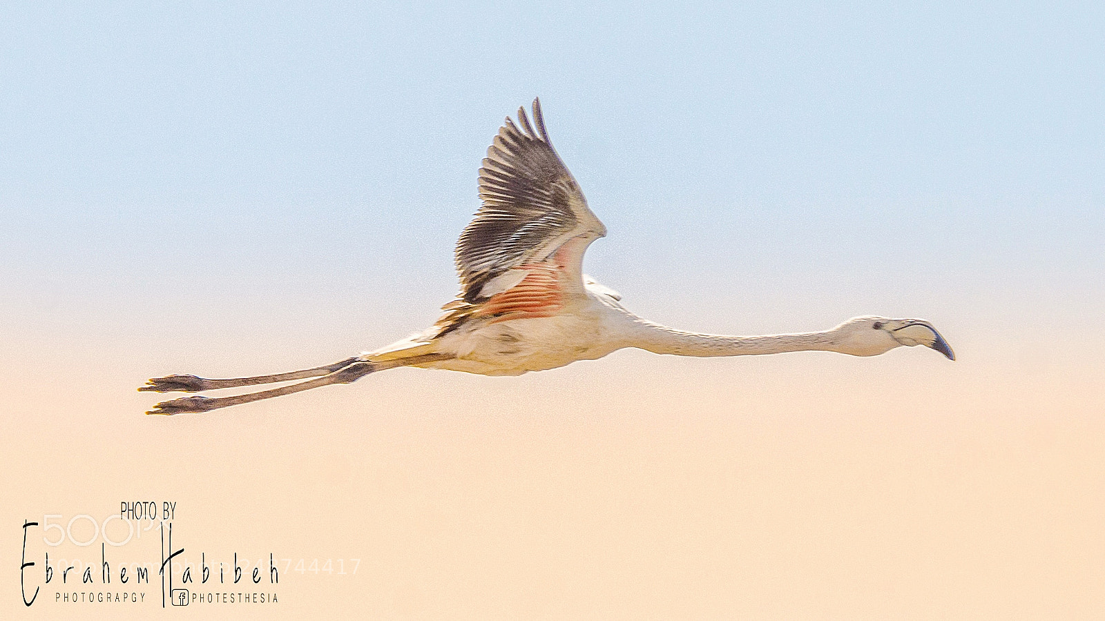 Nikon D810 sample photo. Flamingo photography