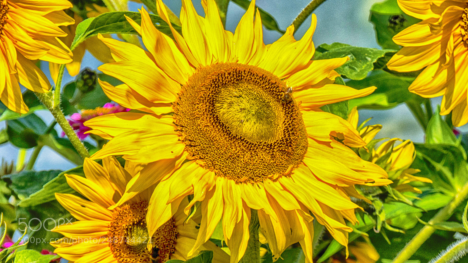 Panasonic DMC-FZ72 sample photo. Sunflower photography