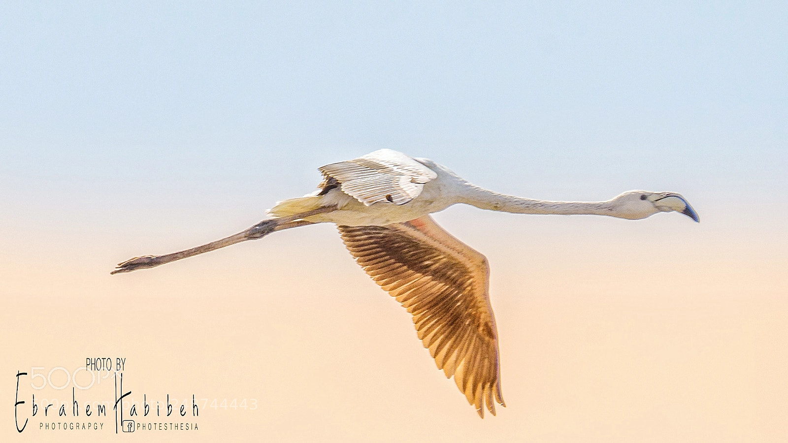 Nikon D810 sample photo. Flamingo photography