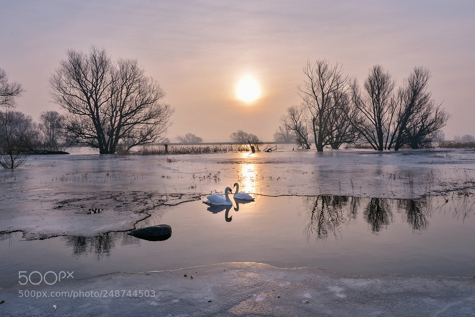 Nikon D610 sample photo. Courting of swans photography