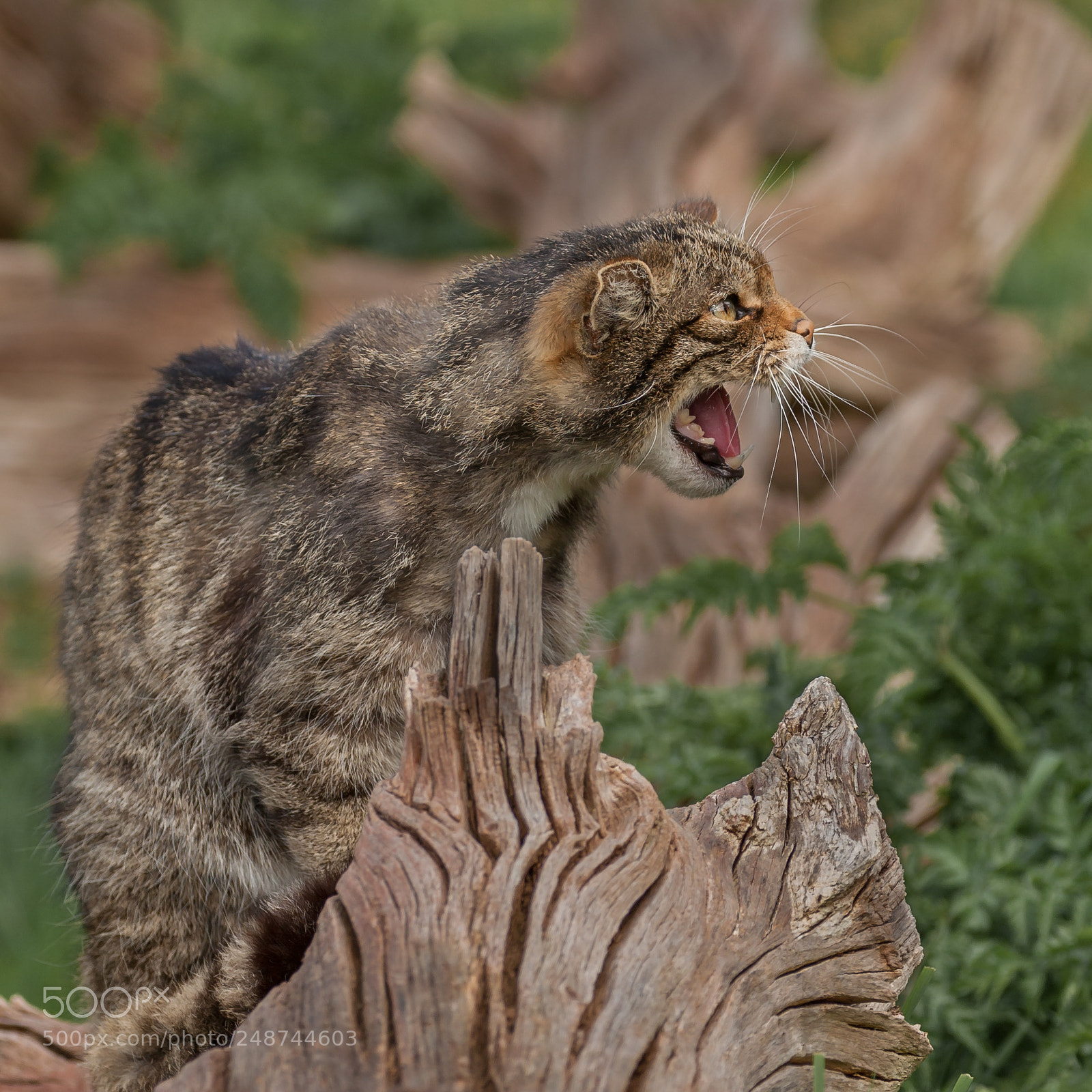 Canon EOS-1D Mark III sample photo. Scottish wildcat photography