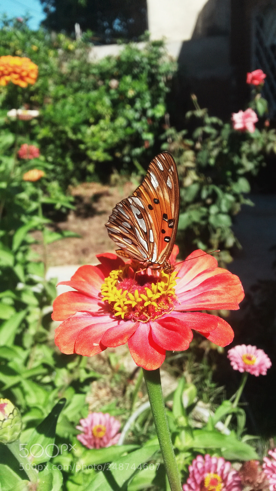 Samsung Galaxy S4 Mini sample photo. Untitled photography
