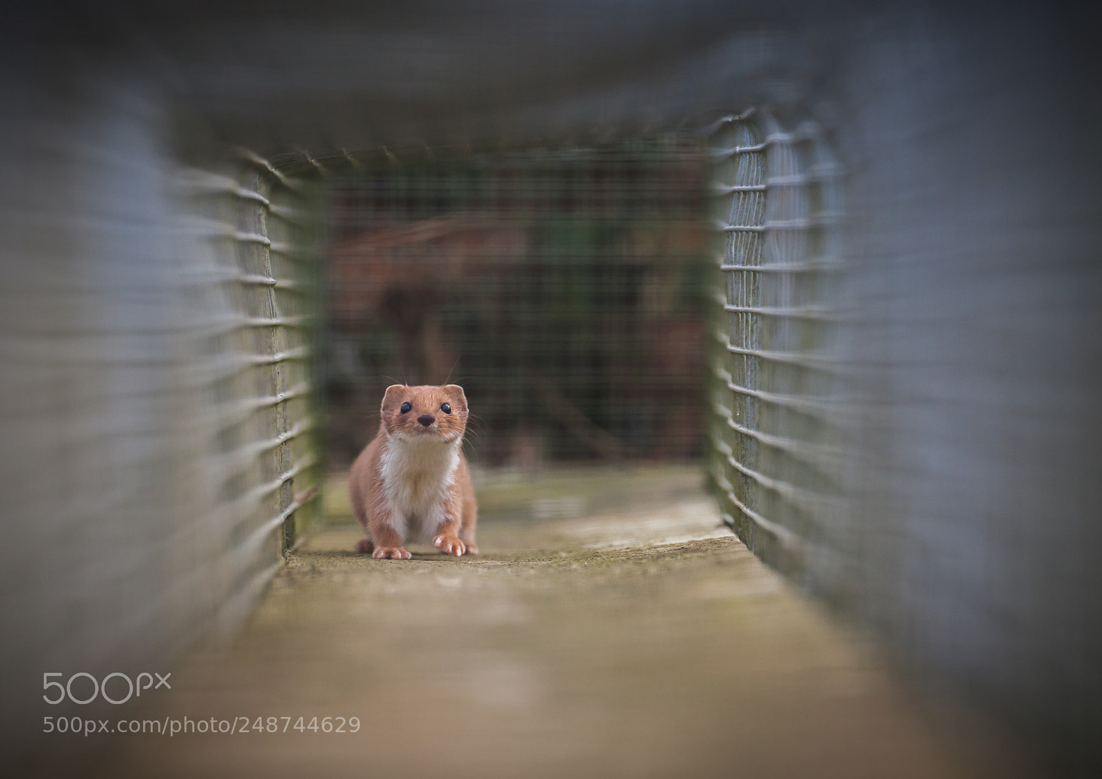 Canon EOS-1D Mark III sample photo. Weasel photography