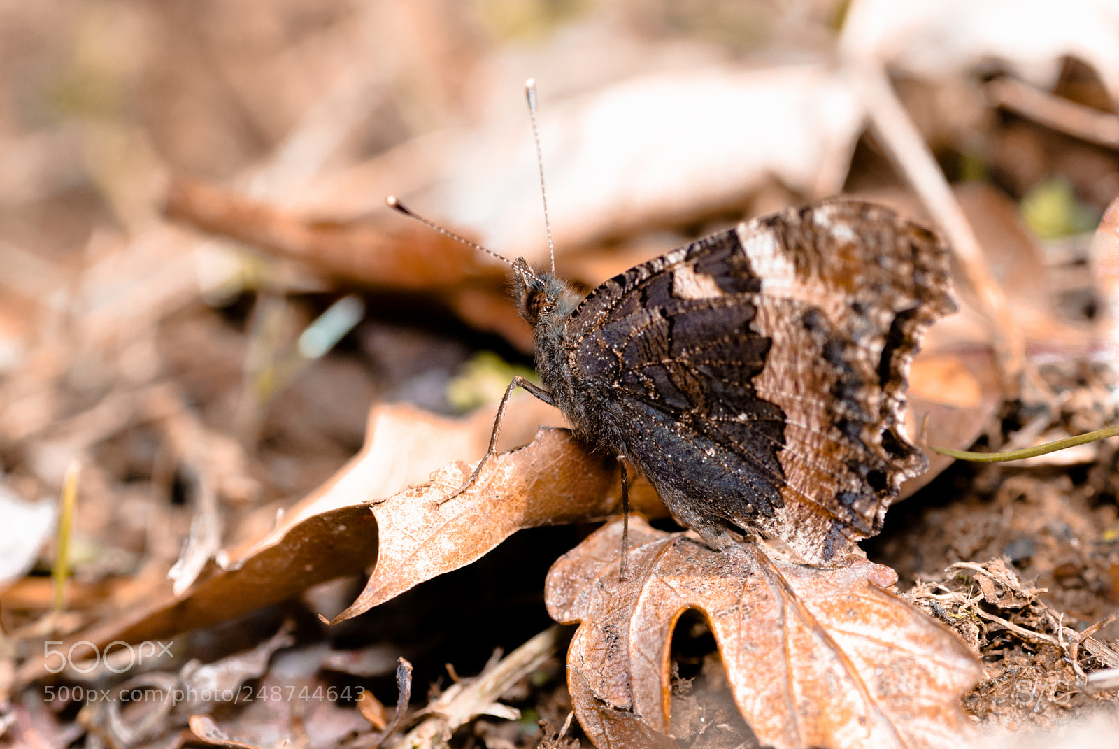 Nikon D80 sample photo. Butterfly #13 photography