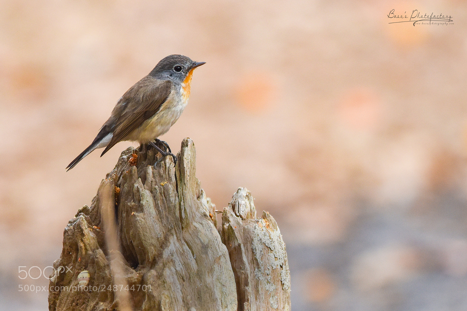 Nikon D810 sample photo. Feeling so lonely photography