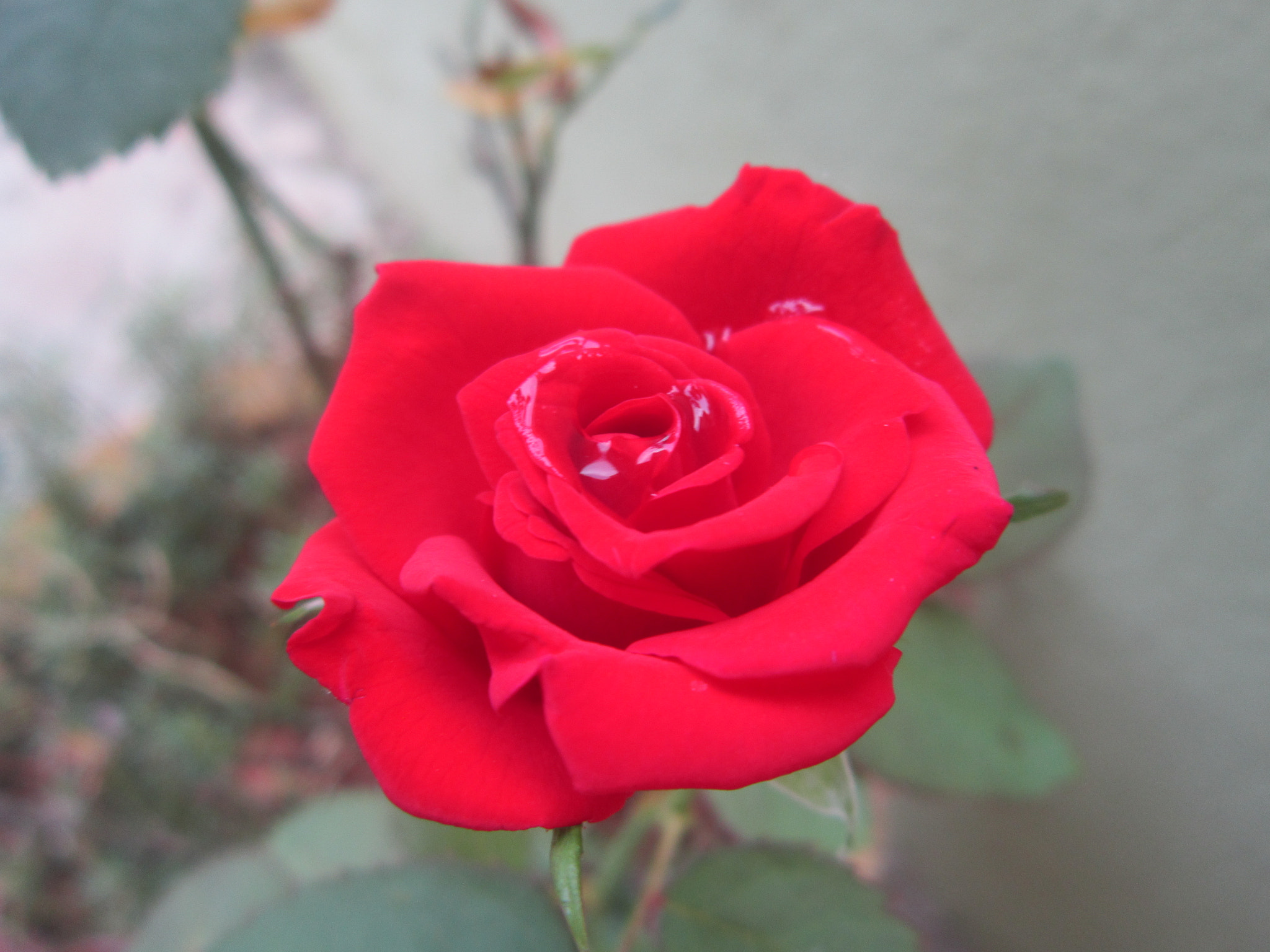 Canon PowerShot A3300 IS sample photo. Blood rose photography