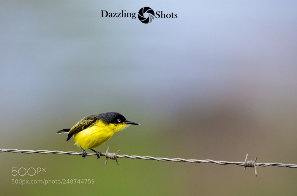 Nikon D7200 sample photo. Common tody-flycatcher photography