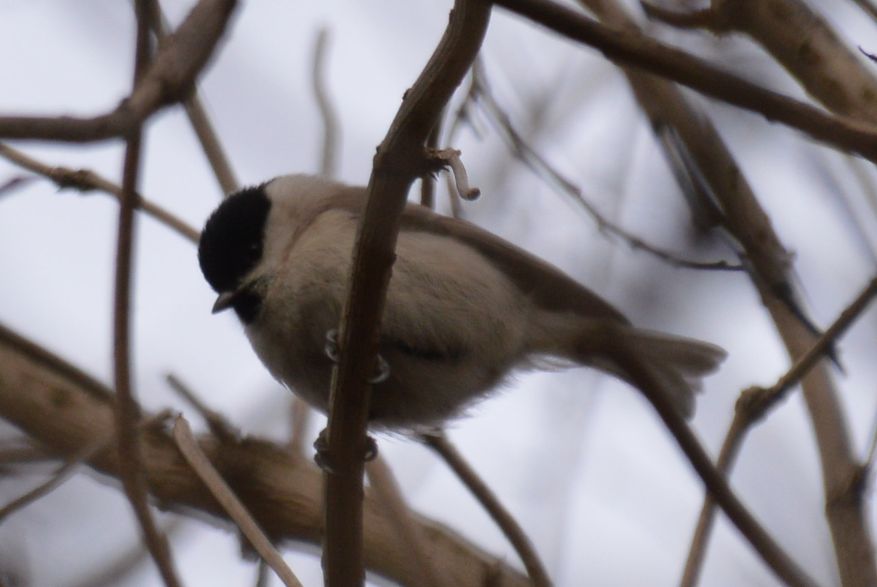 Nikon D3200 + Sigma 18-250mm F3.5-6.3 DC Macro OS HSM sample photo. Willow tit photography