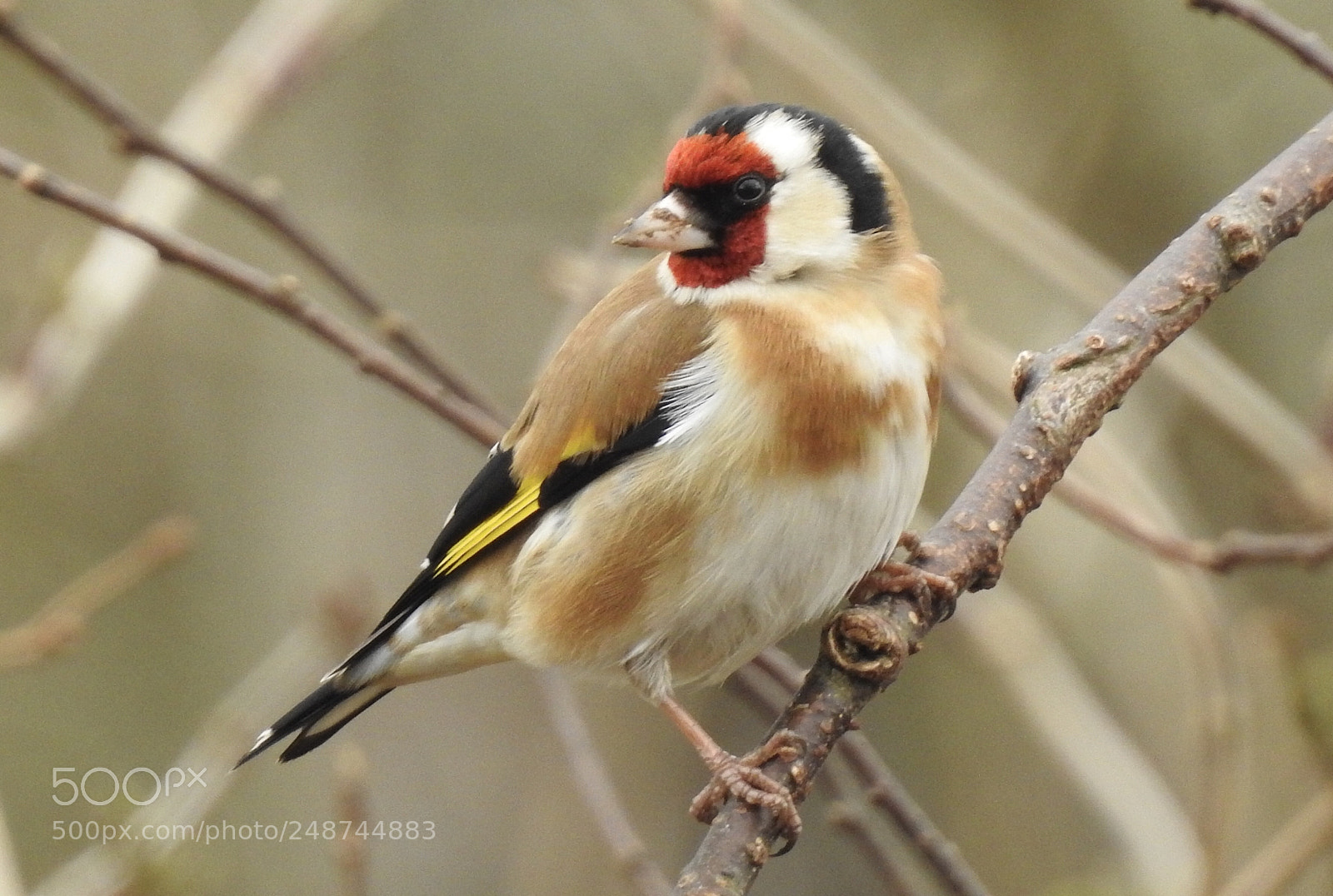 Nikon Coolpix P900 sample photo. Goldfinch  photography