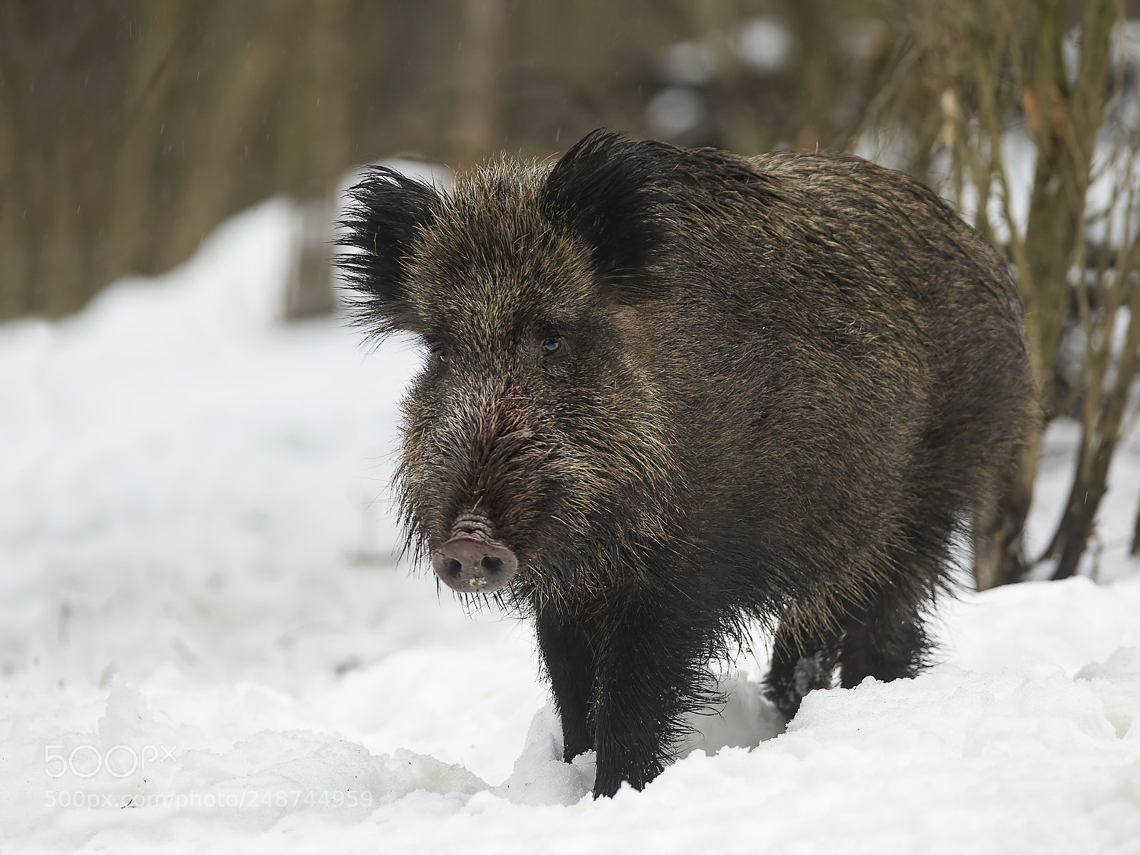 Canon EOS-1D X sample photo. Wild boar photography