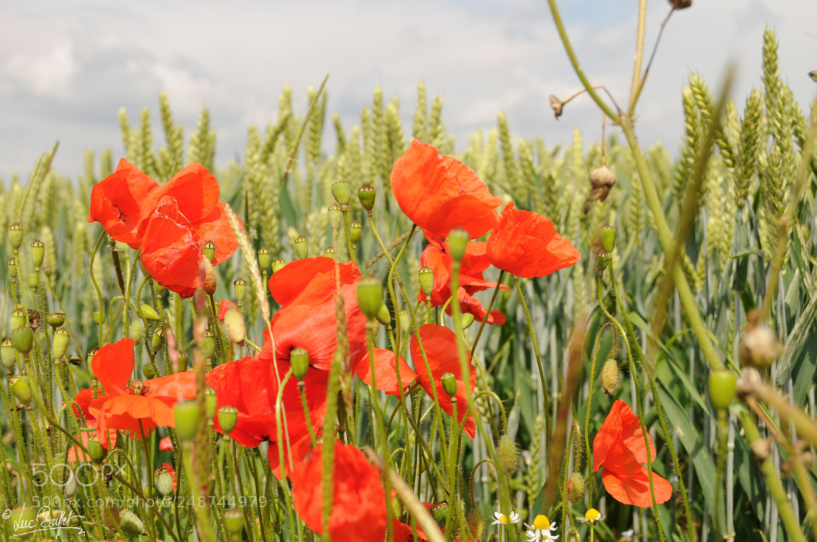 Nikon D300 sample photo. Poppy's in the field. photography