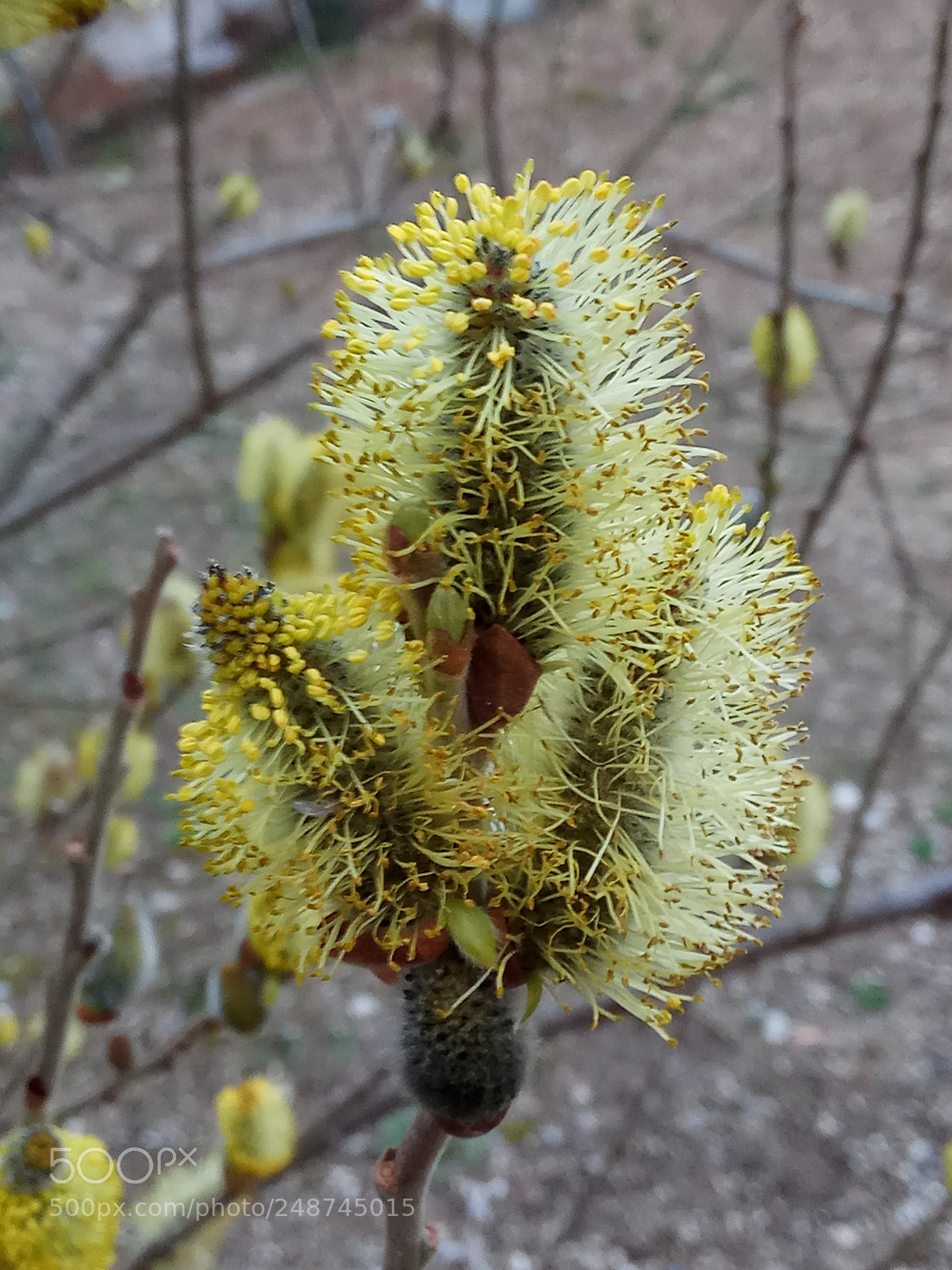 Xiaomi Redmi Note 4 sample photo. Salix photography