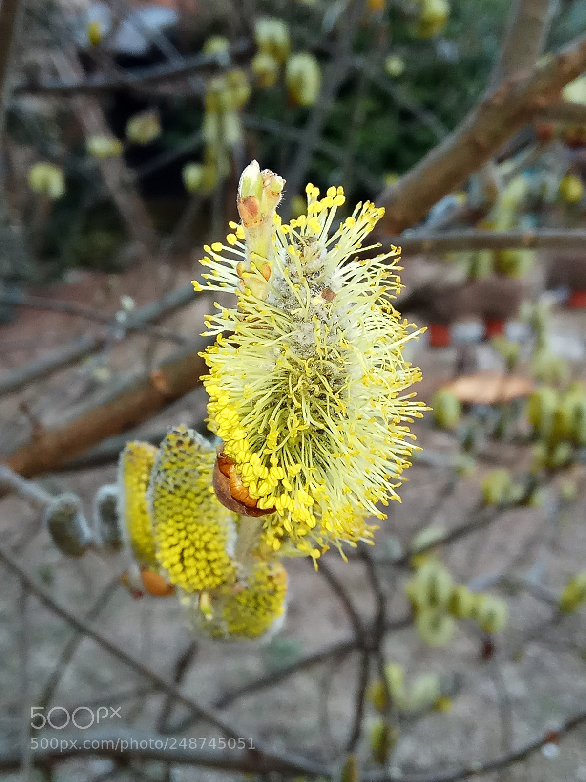 Xiaomi Redmi Note 4 sample photo. Yellow flowers photography