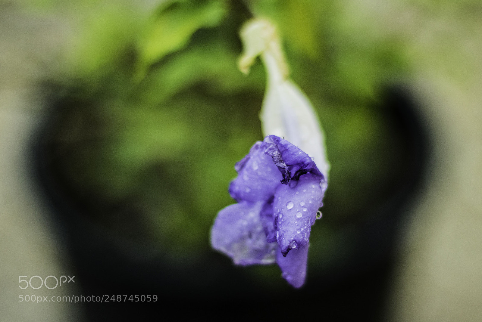 Canon EOS 760D (EOS Rebel T6s / EOS 8000D) sample photo. Untitled photography