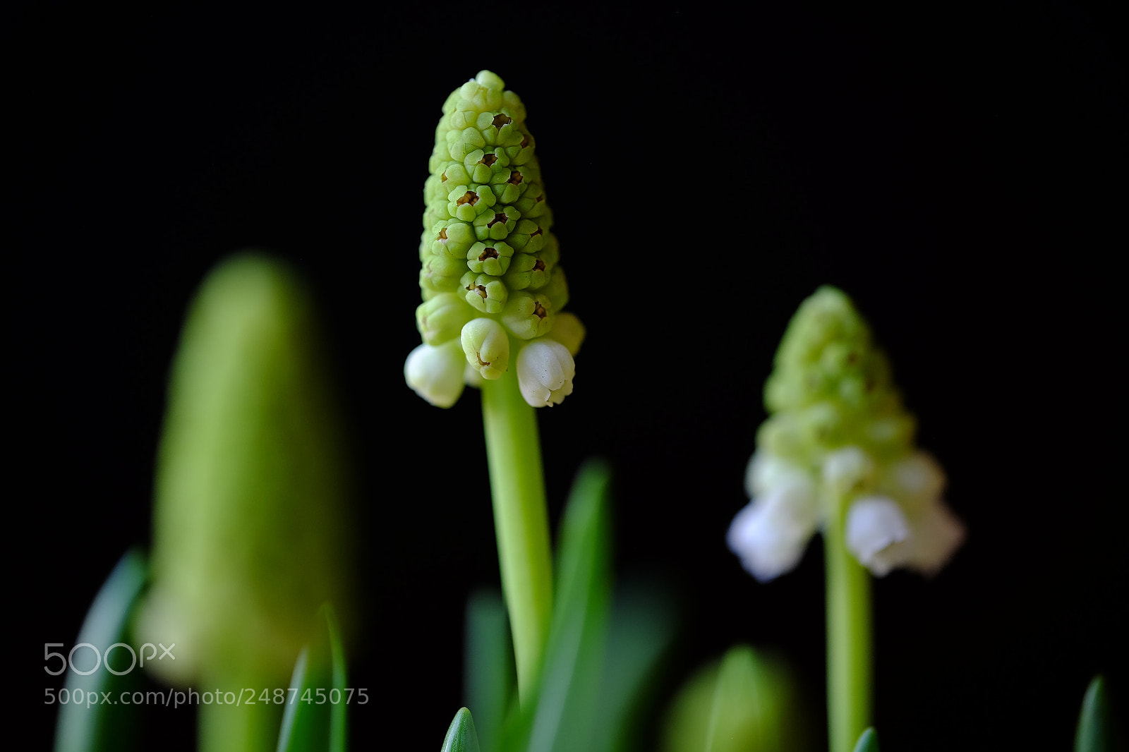 Fujifilm X-E2 sample photo. 515 photography