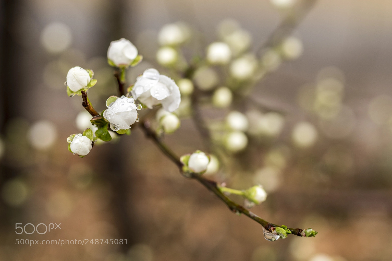 Canon EOS 800D (EOS Rebel T7i / EOS Kiss X9i) sample photo. White flowers photography