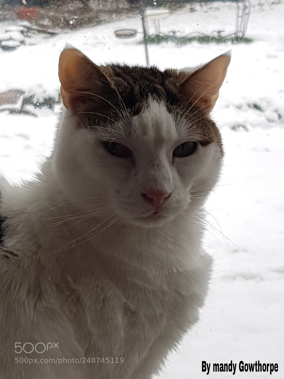 Samsung Galaxy S7 Edge sample photo. My cat photography